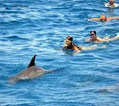 Dolphin House Snorkeling Trip – Hurghada Dolphin House Snorkeling Trip – Hurghada/Dolphin House Snorkeling Trip – Hurghada-1.jpg